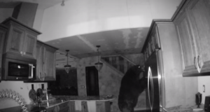 Näljane karu murdis majja ja otsis süüa