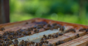 Kesine toidulaud ajab karud mesilate kallale