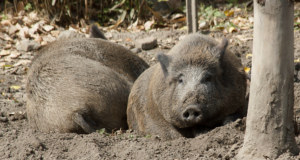 Euroopa Komisjon leevendas katkupiirkondade sigade hukkamise nõudeid