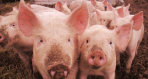 Seakatkukollete likvideerimine maksis üle 800 000 euro