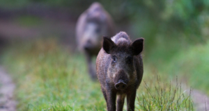 Jahimehed on katkuleviku piiramiseks küttinud ligi 6000 metssiga