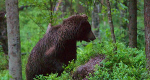Karujahihooaja esimesel nädalal kütiti 10 isendit