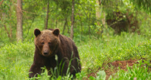 Üha enam rüüstavad karud mesilaid
