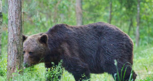 Jahimehed saavad tänasest karu küttida