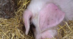 Rumeenias tuvastati kahes farmis seakatk