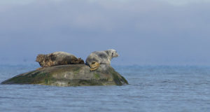 Tänavu on kütitud 4 hallhüljest