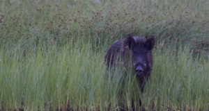 Sigade Aafrika katk jõudis Muhu saareni