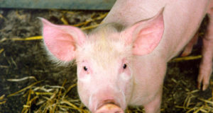 Maaeluminister seakatku leiust: farmide kaitseks tuleb hoolikalt järgida bioturvalisuse nõudeid