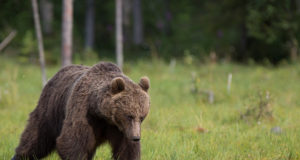 Karu näitas end Kuumi turbaraba töölisele