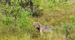 Hundikutsikad nõuavad aina suuremat kõhutäit