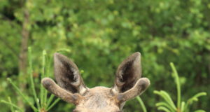 EJ 4/2017: Jahindusnõukogud on oma otsused langetanud