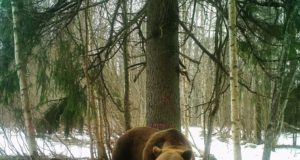 Ida-Viru jahimeestel on küttimislimiidist pool täidetud