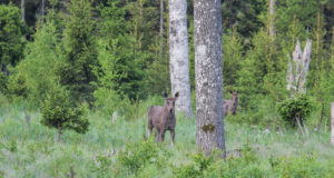 EJS: Kutsume sõidukijuhte tähelepanelikkusele