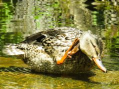 EJS-i presidendi ja tegevjuhi pöördumine seoses algava linnujahiga.