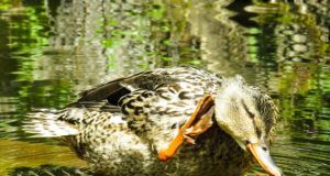 EJS-i presidendi ja tegevjuhi pöördumine seoses algava linnujahiga.