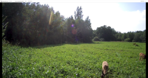 Jahimeeste rajakaamerasse jäid metskitsed