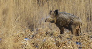 VTA palub kasutada seakatku proovivõtu uuenenud kaaskirja