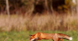 Täna külvatakse marutaudi vaktsiini Põlva- ja Võrumaal