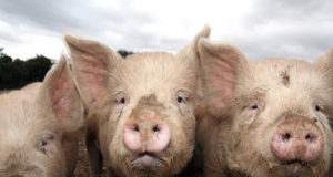 Ettevaatust! Seakatk pole metsast kuhugi kadunud ja ähvardab taas ka farme