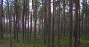 RMK korraldab noore metsa päeva