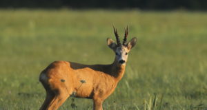 Aasta looma fotovõistlus “Kaber kabejalakene” ootab pilte