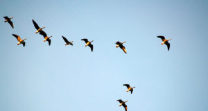 Linnuvaatluspäevadel saab jälgida aktiivset sügisrännet