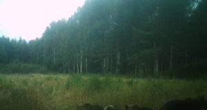 Lääne-Virumaal ei kütitud siiski poegadega emakaru