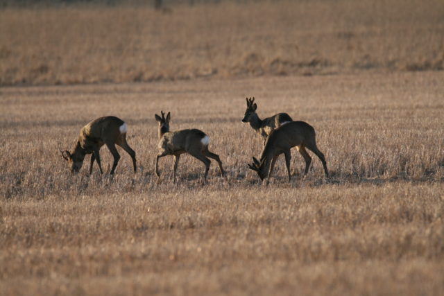 IMG_3559-kristi-värv-harjumaa