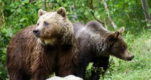 Karu küttimine sai läbi Pärnu-, Rapla- ja Ida-Virumaal