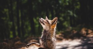 Täna toimub marutaudivastane vaktsineerimine Lõuna-Eestis