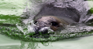 Tänavu on Eestis kütitud 5 hallhüljest