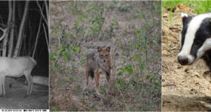 Tänasest võib küttida hirvi, šaakaleid ja mäkrasid