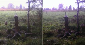 Piltuudis Viljandimaalt! Hundikutsikad on suureks kosunud