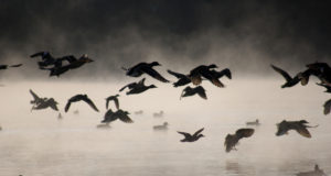 Veelinnujahi probleemide lahenduse võti on jahimehe teadlikkus