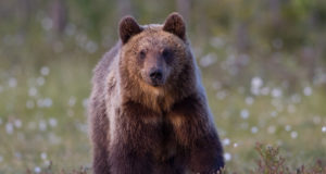 Sel jahihooajal on kütitud 52 karu