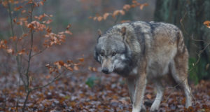 Saare jahimeestele anti hundi küttimiseks kolm luba