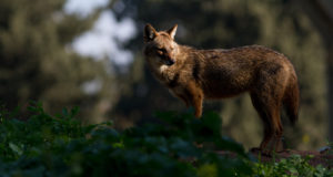 Eelmisel aastal kütiti Eestis 11 šaakalit