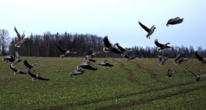 Eestis jahte korraldav itaallane: Eestis on väga lihtne jahte korraldada