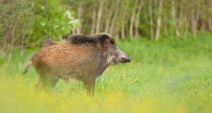 Jahimehed on katkule vaatamata küttinud üle 3000 metssea