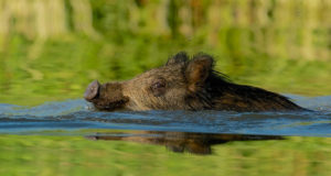Tänavuseks seakatkupesaks võib pidada Saaremaad