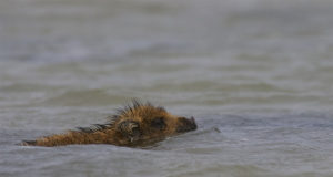 Hiiumaa rannast leiti surnud metssiga