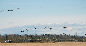 Erametsaliit: jahilindude küsimus nõuab selgitustööd ja jahieetikat