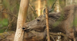 Novembris hakatakse põtrade bioproove koguma ja sarvi mõõtma