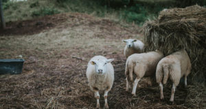 Hundijahi peatamise tagajärjed – öösel murti maha terve lambakari