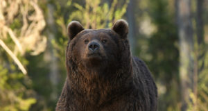 Küttida on jäänud veel vaid üks karu