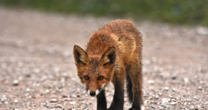 Sügis toob majade juurde noored rebased. Mida nendega peale hakata?