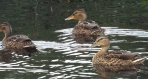 Linnuvaatluspäevade tulemus: ainult 185 000 lindu