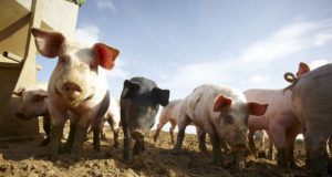 Linnamäe sigalasse võis katk jõuda söödaga