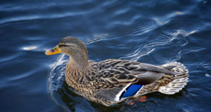 Veelinnujaht saab toimuda ainult seadust ja jahinduse head tava järgides