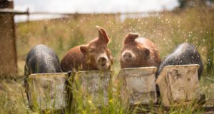Seakatku võivad metsast farmidesse kanda sääsed ja parmud